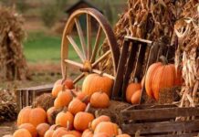 Как по скрипу колес на Осия Колесника 30 октября люди определяли, какими будут зима и урожай следующим летом