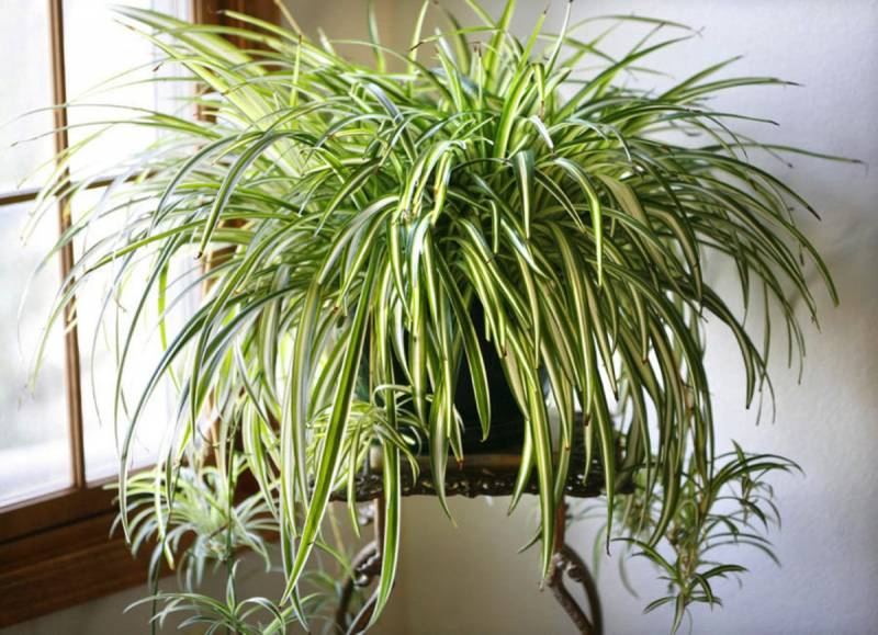<br />
Какие комнатные растения способны «задобрить» домового и принести пользу домочадцам                