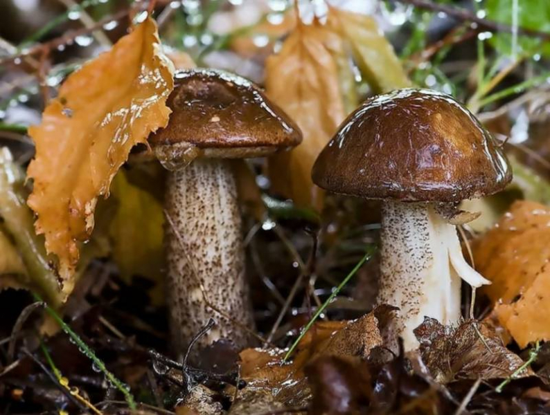 <br />
Когда можно отправляться в леса Подмосковья за грибами                