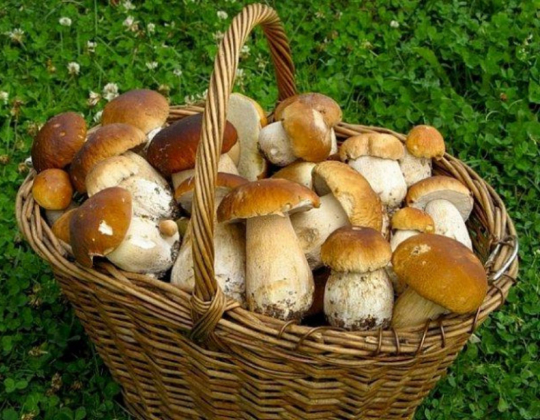 <br />
Когда можно отправляться в леса Подмосковья за грибами                