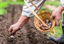 Когда высаживать чеснок в октябре 2021 года и как правильно выбрать дату