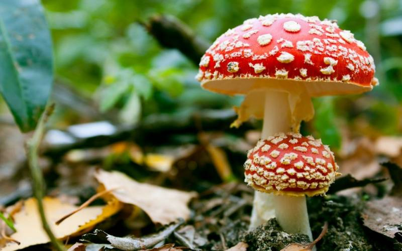 <br />
«Мухоморомания»: в Подмосковье грибники массово собирают опасные грибы                