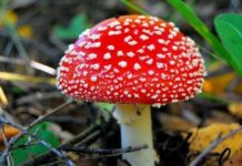 «Мухоморомания»: в Подмосковье грибники массово собирают опасные грибы