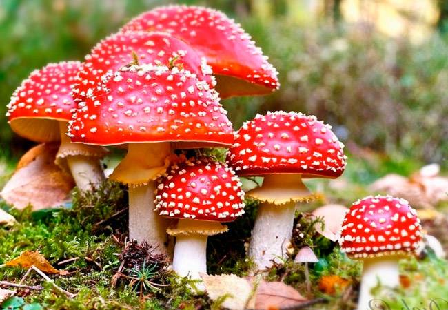 <br />
«Мухоморомания»: в Подмосковье грибники массово собирают опасные грибы                