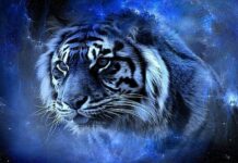 От каких нарядов и праздничных блюд лучше отказаться в новогоднюю ночь 2022 года