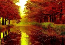 Погода, как на Красной планете: москвичей ждет «марсианский» октябрь в 2021 году