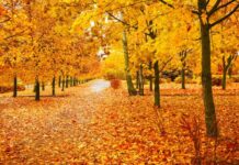 Праздник Покров Пресвятой Богородицы отпразднуют православные 14 октября