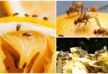 Самодельные ловушки помогут избавиться от домашних мошек, которые появляются круглый год