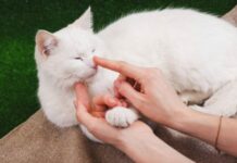 Установлено, что опасный кошачий паразит может влиять на поведение человека