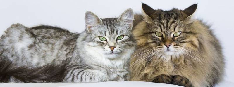 <br />
Установлено, что опасный кошачий паразит может влиять на поведение человека                