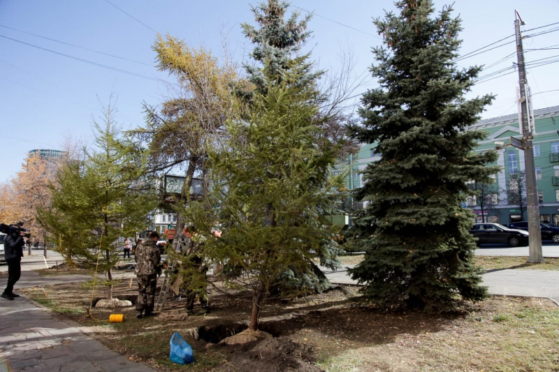 В Челябинске высадили новые даурские лиственницы