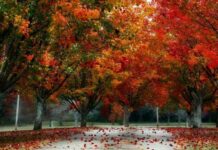 «Анна холодная — осень голодная»: почему на Руси 16 ноября старались не покидать дом и как определяли погоду на будущий год