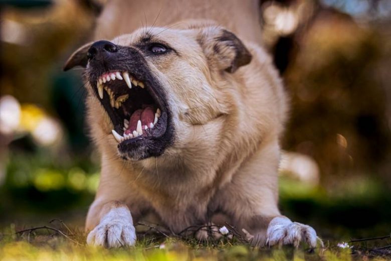 <br />
Автомобилист в Мытищах натравил бойцового пса на девушку                