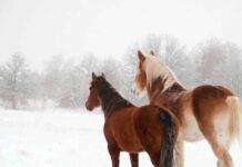 Целительный Гурьев день 28 ноября: начало Рождественского поста у православных