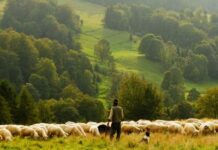 День Авраамия Овчара 11 ноября: как пастухи защищали овец и почему не оставляли детей без присмотра