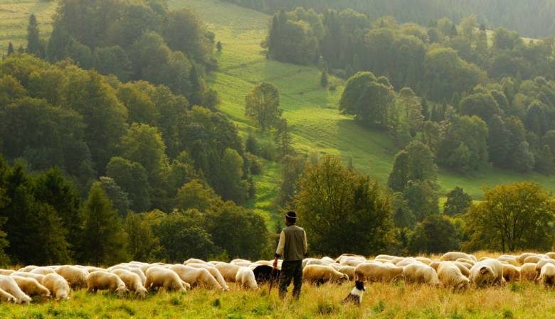 <br />
День Авраамия Овчара 11 ноября: как пастухи защищали овец и почему не оставляли детей без присмотра                