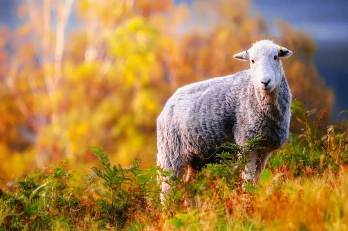 <br />
День Авраамия Овчара 11 ноября: как пастухи защищали овец и почему не оставляли детей без присмотра                