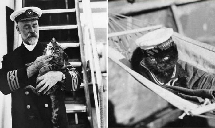 <br />
Для чего моряки брали котов в плавание и какую пользу приносили животные на борту корабля                