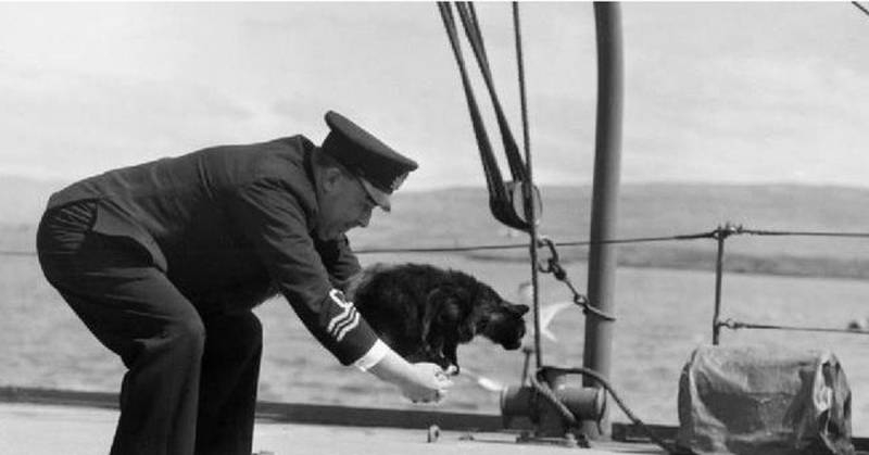 <br />
Для чего моряки брали котов в плавание и какую пользу приносили животные на борту корабля                
