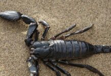 Египет не может справиться с нашествием скорпионов: есть жертвы и сотни пострадавших