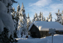 Как правильно «законсервировать» дачу в зиму: что сделать с растениями и теплицей, домиком и баней