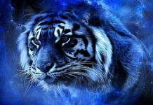 Как встретить Новый год 2022, чтобы получить одобрение Водяного Тигра