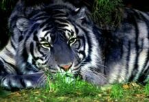 Как «задобрить» Черного Водяного Тигра и добиться его расположения в 2022 году