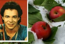 Какая легенда связана с песней Михаила Муромова «Яблоки на снегу»