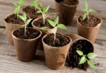 Какие комнатные цветы нужно посадить на рассаду в декабре 2021 и январе 2022 года