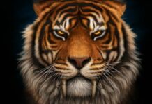 Каким знакам зодиака 2022 год Черного Водяного Тигра принесет трудности и испытания