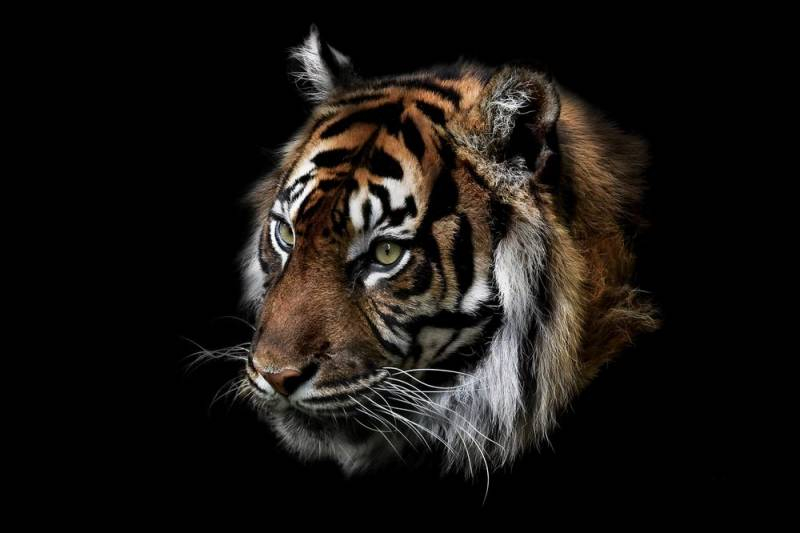 <br />
Каким знакам зодиака Черный Водяной Тигр принесет удачу в 2022 году                