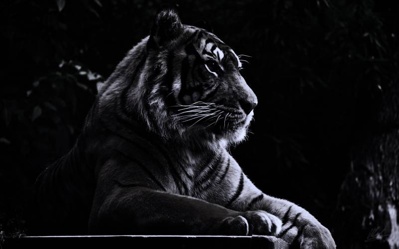 <br />
Каким знакам зодиака Черный Водяной Тигр принесет удачу в 2022 году                