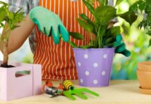 Лунный календарь ухода за комнатными растениями: благоприятные дни для пересадки в ноябре 2021 года