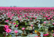 Озеро Красных Лотосов в Таиланде