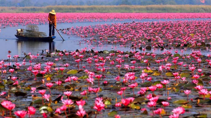 Озеро Красных Лотосов в Таиланде