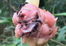 Пчёлы-стервятники делают мёд из мёртвой плоти