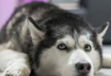 Почему хаски часто оказываются бездомными и брошенными своими хозяевами