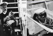 Почему моряки считали корабельных котов полноправными членами экипажа