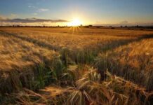 Почему на Илларионов день 3 ноября обходили стороной перекрестки и не пускали в дом посторонних