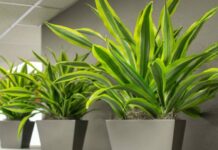 Правильная пересадка комнатных растений в октябре 2021 года по лунному календарю