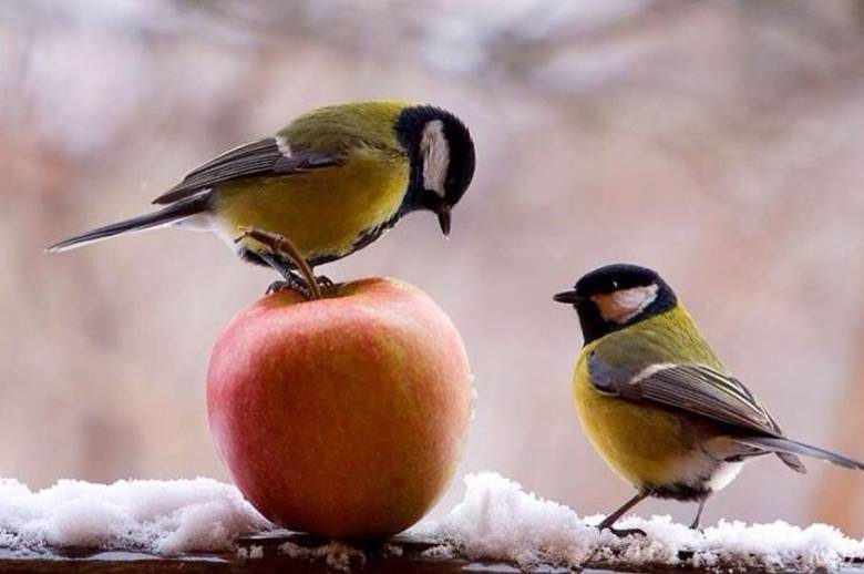 <br />
Синичкин день 12 ноября: откуда пошло такое название и для чего наши предки наблюдали за поведением птиц                