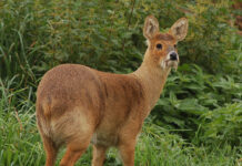 Ученые предупредили о новых переносчиках коронавируса среди животных
