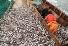 В России стали массово подменять сайру в консервах