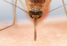 Вспышка нового вируса Зика настигла Индию