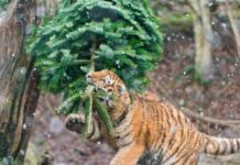 Встречаем год Тигра 2022 правильно: как подготовиться и провести праздник, чтобы задобрить символ года