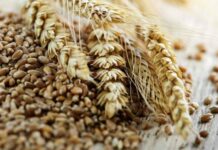 Житница 15 ноября: как загадывали желание, чтобы оно сбылось, и почему на Руси в этот день просили прощения