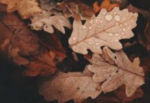 Зимы не будет? Эксперты рассказали, почему в конце ноября 2021 года Россию накрыло потепление