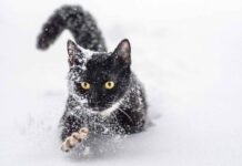 Будет ли в этом году снег и какой будет погода в январе 2022 года