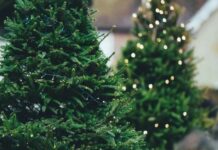 Что нужно делать, чтобы новогодняя елка простояла долго
