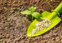 Дачные дела: лунный календарь посадки рассады на 2022 год, график и сроки, таблица